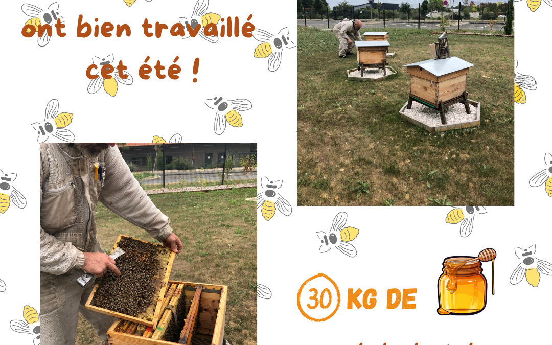 Notre première récolte de miel a été fructueuse !