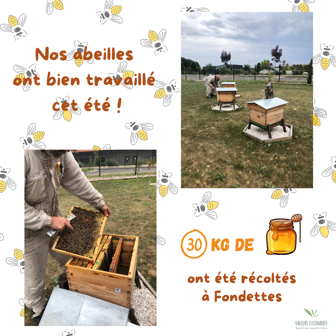 Notre première récolte de miel a été fructueuse !